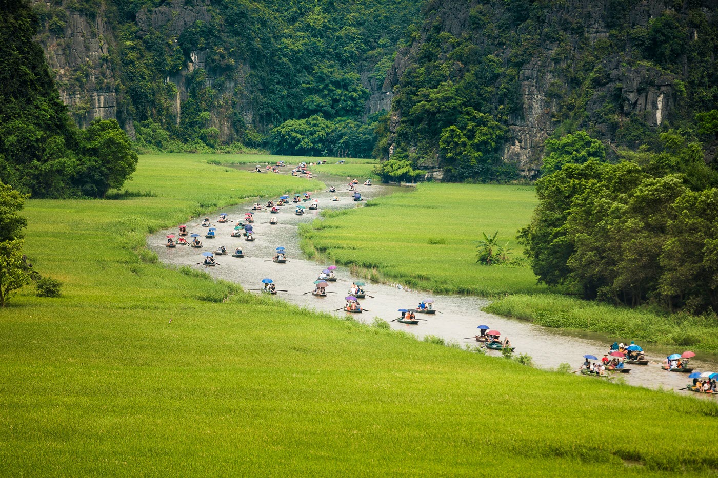 A procession of rowing boats winding through green rice fields flanked by limestone cliffs in Tam Cốc, Ninh Bình, Vietnam